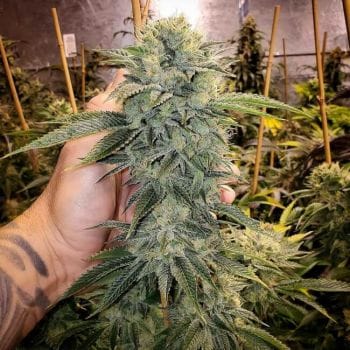 Geist OG Fast Feminised Seeds-HDS-GEISTOG-FAST-FEM