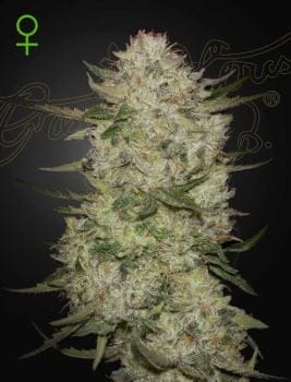 Highcloudz Auto Feminised Seeds-GH-HCLDZ-AUTO-FEM