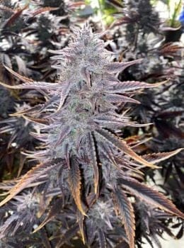 Ghost Toof Auto Feminised Seeds-MEPH-GTOOF-AUTO-FEM