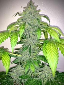Deez Nuggs Auto Feminised Seeds-MEPH-DNUG-AUTO-FEM
