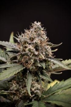 Sweet 'n' Sour Auto Feminized Seeds-MEPH-SWNSO-AUTO-FEM