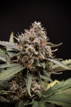 Sweet 'n' Sour Auto Feminised Seeds-MEPH-SWNSO-AUTO-FEM