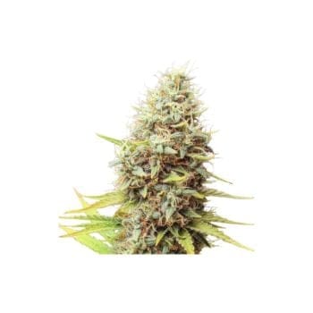 Sour Tangie Dawg Regular Seeds-SSSC-STD-REG