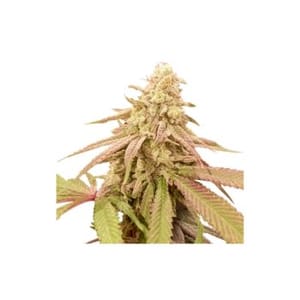 Purple OG Punch Auto Feminised Seeds-SSSC-POGP-AUTO-FEM