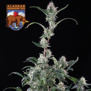 Alaskan Bananaberry Auto Feminised Seeds-SMAN-ALBA-AUTO-FEM