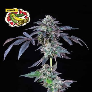 Banana Jealousy Feminised Seeds-SMAN-BAJE-FEM
