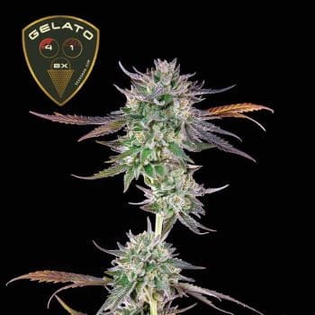 Gelato 41 BX Feminized Seeds-SMAN-GE41BX-FEM