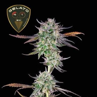 Gelato 41 BX Feminized Seeds-SMAN-GE41BX-FEM