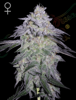 Nori Cake Feminised Seeds-GH-NRCK-FEM