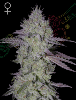 Tarte Tatin Feminised Seeds-GH-TATN-FEM