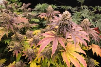 Baked Alaska Feminised Seeds-HLOG-BAAL-FEM