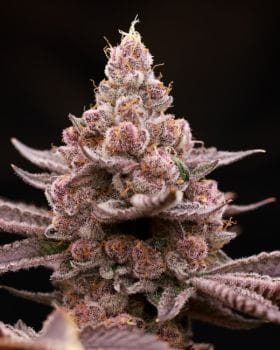 Citra Diesel Feminised Seeds-HLOG-CIDI-FEM
