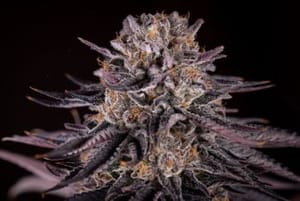 FLX Flowers Feminised Seeds-HLOG-FLXFl-FEM