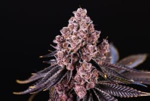 Mom's Spaghetti Feminsed Seeds-HLOG-MOSP-FEM
