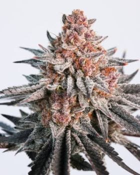 Spy Balloon Feminised Seeds-HLOG-SPBA-FEM