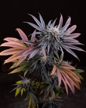 Truth or Consequences Feminised Seeds-HLOG-TORC-FEM