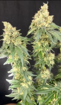 Bruce Banner x Baja Blast Feminised Seeds-MOSCA-BBXBB-FEM