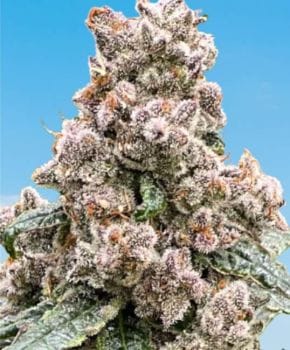 Frosted Raspberries S1 Feminised Seeds-MOSCA-FRRAS1-FEM
