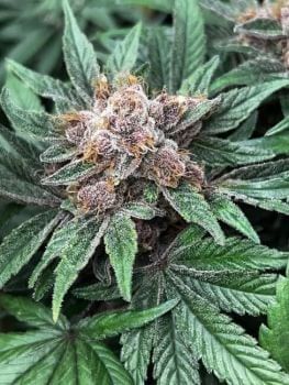 Forbidden Boogie Feminized Seeds-MOSCA-FZXRB-FEM