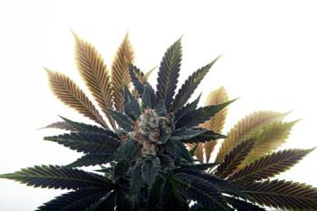 Banana Grape Soda Auto Feminised Seeds-MOSCA-BGS-AUTO-FEM