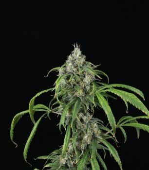 Mango Sky Auto Feminised Seeds-MOSCA-MASK-AUTO-FEM