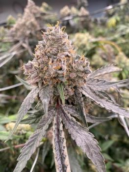 Gummy Bears Auto Feminised Seeds-MOSCA-GUBE-AUTO-FEM