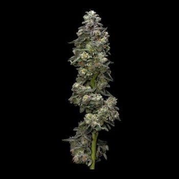 Bakers Delight Auto Feminised Seeds-DNA-BAKDL-AUTO-FEM