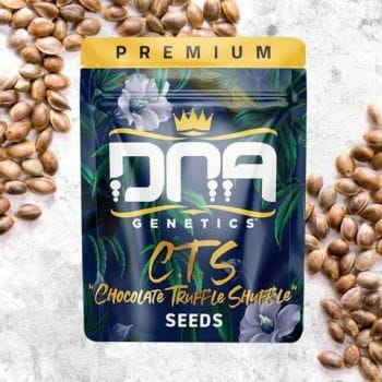 C.T.S. aka Chocolate Truffle Shuffle Regular Seeds-DNA-CTS-REG