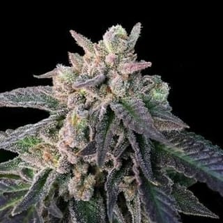 Elon’s X Regular Seeds-DNA-ELX-REG