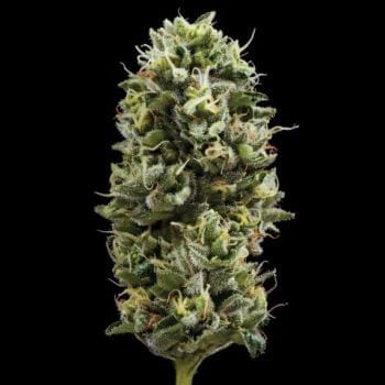 Snack Pack Feminised Seeds-DNA-SNPK-FEM