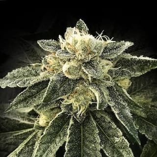 White Chocolope Feminised Seeds-DNA-WHCHOC-FEM