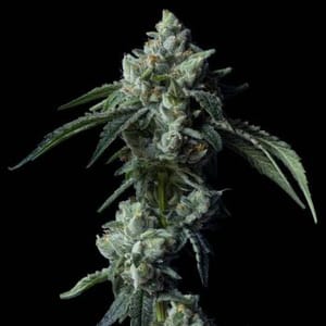 Challah Bread Feminised Seeds-DNA-CHBR-FEM