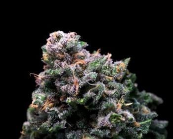 Tropical Cooler Feminised Seeds-ATL-TRCO-FEM