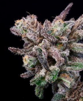 Iced Sangria Feminised Seeds-ATL-ISANG-FEM