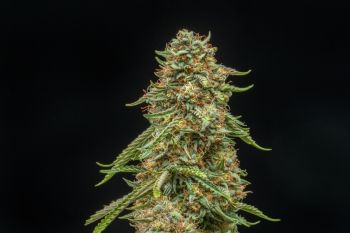 Turtle Taffy Auto Feminised Seeds-ATL-TTAF-AUTO-FEM