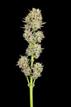 Garlic Jam Auto Feminisiert Saatgut-ATL-GJAM-AUTO-FEM