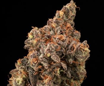 Banjerine Fast Feminised Seeds-ATL-BAN-FAST-FEM