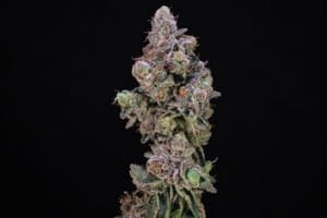 Blueberry Swirl Feminised Seeds-ATL-BLSW-FEM