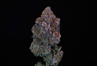 Green Apple Candy Feminised Seeds-ATL-GAC-FEM