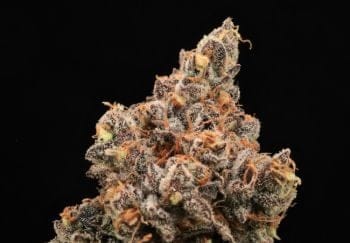 The Pandalorian Feminised Seeds-ATL-PAND-FEM