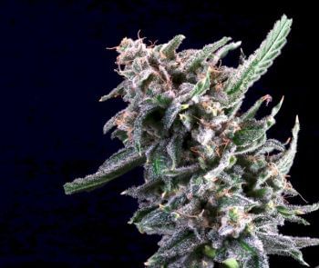 Cherry Lime Reserve Feminised Seeds-ATL-CLR-FEM