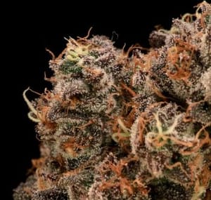 Sour Cherry Diesel Feminised Seeds-ATL-SCD-FEM