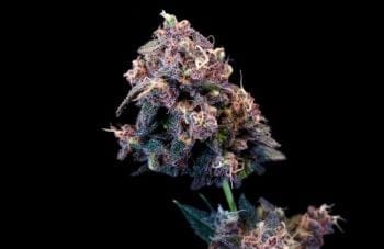Outer Space Cake Feminised Seeds-ATL-OSPC-FEM