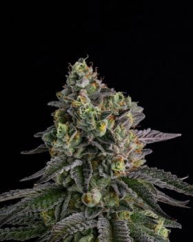 A.B. Parfait Feminized Seeds-COM-ABPA-FEM