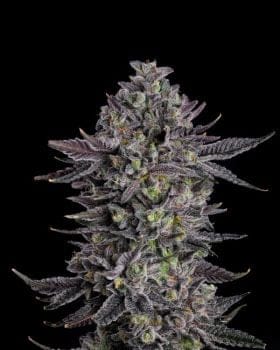 The Scrooge Feminized Seeds-COM-SCRO-FEM