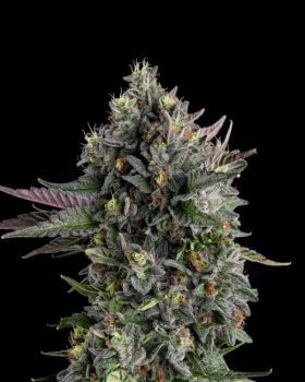 Puffinz Feminized Seeds-COM-PUFF-FEM