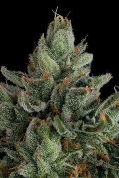 Rose Gold Rackz Feminized Seeds-COM-ROGR-FEM