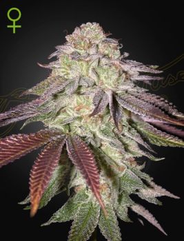 Sugarlato Auto Feminised Seeds-GH-SUG-AUTO-FEM