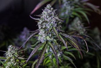 3Wok OG Auto Feminised Seeds-MEPH-3WOG-AUTO-FEM
