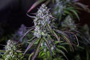3Wok OG Auto Feminised Seeds-MEPH-3WOG-AUTO-FEM